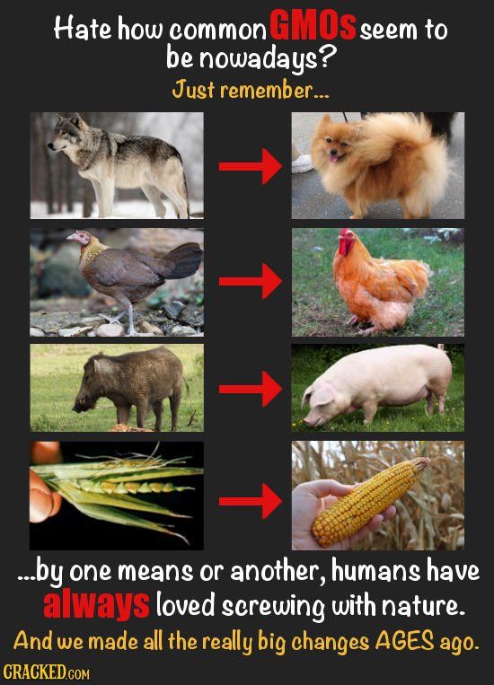 Hate how GMOS common seem to be nowadays? Just remember... 1 T ...by one means or another, humans have always loved screwing with nature. And we made