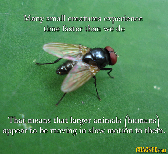 Many small creatures experience time faster than we do That means that larger animals humans appear to be moving in slow motion to them. CRACKED COM