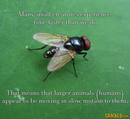 Many small creatures experience time faster than we do That means that larger animals humans appear to be moving in slow motion to them. CRACKED COM 