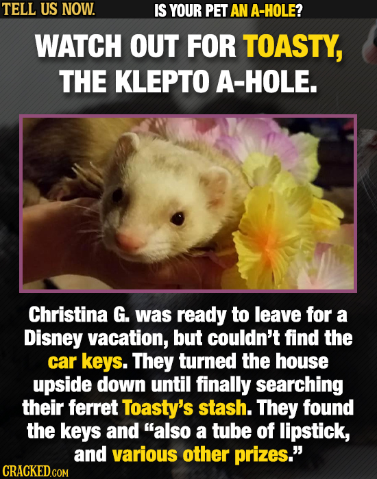 TELL US NOW. IS YOUR PET AN A-HOLE? WATCH OUT FOR TOASTY, THE KLEPTO A-HOLE. Christina G. was ready to leave for a Disney vacation, but couldn't find 