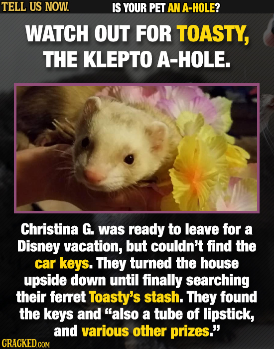 TELL US NOW. IS YOUR PET AN A-HOLE? WATCH OUT FOR TOASTY, THE KLEPTO A-HOLE. Christina G. was ready to leave for a Disney vacation, but couldn't find