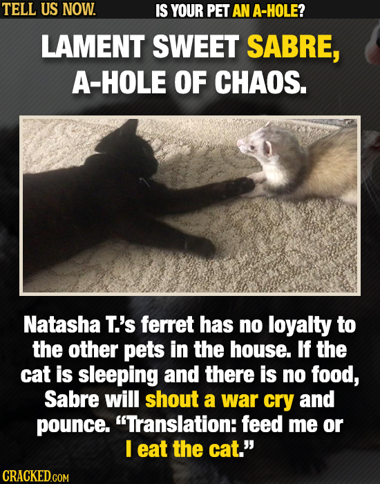 TELL US NOW. IS YOUR PET AN A-HOLE? LAMENT SWEET SABRE, A-HOLE OF CHAOS. Natasha T.'s ferret has no loyalty to the other pets in the house. If the cat