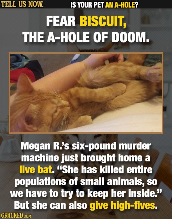 TELL US NOW. IS YOUR PET AN A-HOLE? FEAR BISCUIT, THE A-HOLE OF DOOM. Megan R.'s six-pound murder machine just brought home a live bat. She has kille