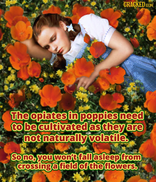 CRACKED.COM The opiates in poppies need to be cultivated as they are not naturally volatile So no, you won't fal asleep from crossing a field of the f
