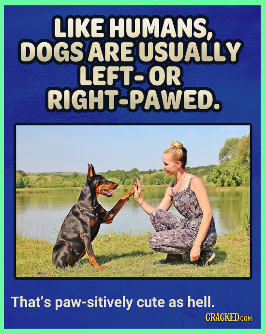 LIKE HUMANS, DOGS ARE USUALLY LEFT- OR RIGHT-PAWED. That's paw-sitively cute as hell. CRACKED.COM