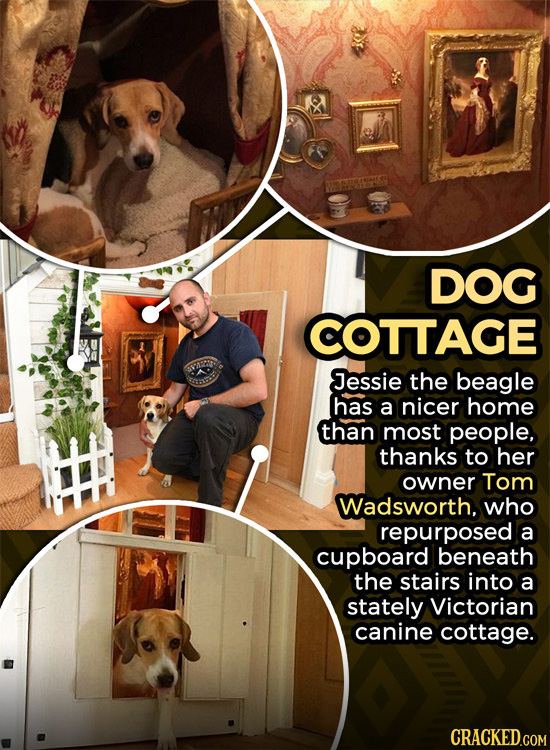 DOG COTTAGE Jessie the beagle has a nicer home than most people, thanks to her owner Tom Wadsworth, who repurposed a cupboard beneath the stairs into 