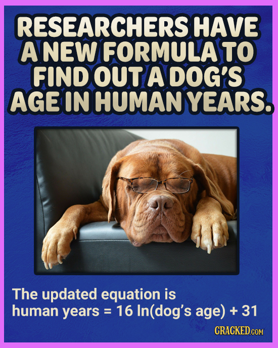 RESEARCHERS HAVE ANEW FORMULA TO FIND OUT A DOG'S AGE IN HUMAN YEARS. The updated equation is human years = = 16 In (dog's age) + 31 CRACKED COM