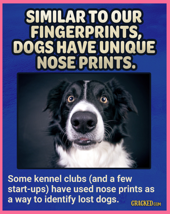 SIMILAR TO OUR FINGERPRINTS, DOGS HAVE UNIQUE NOSE PRINTS. Some kennel clubs (and a few start-ups) have used nose prints as a way to identify lost dog