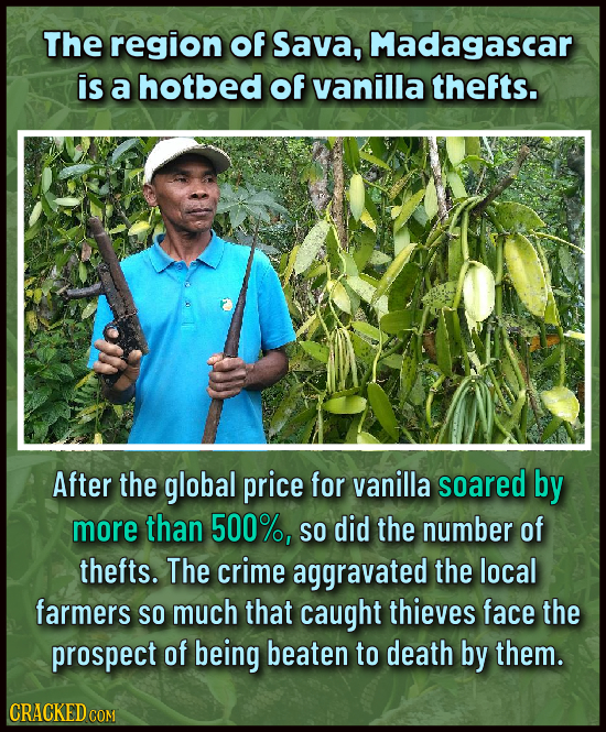 The region of Sava, Madagascar is a hotbed of vanilla thefts. After the global price for vanilla soared by more than 500%, So did the number of thefts