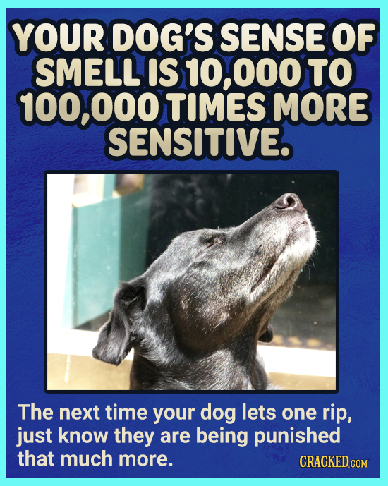 YOUR DOG'S SENSE OF SMELL IS 10, O00 TO 100,000 TIMES MORE SENSITIVE. The next time your dog lets one rip, just know they are being punished that much