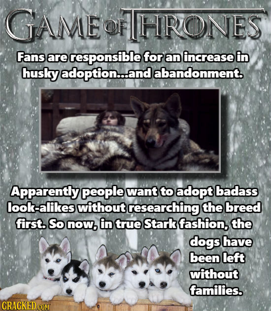 GAME DF HRONES Fans are responsible for an increase in husky adoption...a .and abandonment. Apparently people want to adopt badass look-alikes without