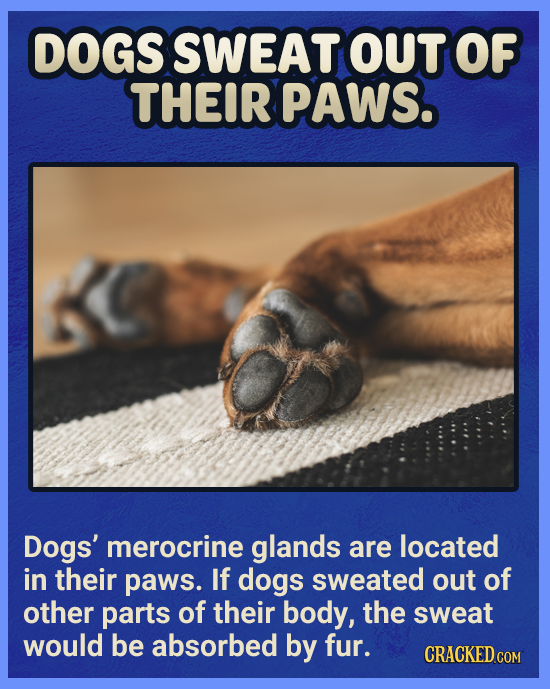 DOGS SWEAT oUT OF THEIR PAWS. Dogs' merocrine glands are located in their paws. If dogs sweated out of other parts of their body, the sweat would be a