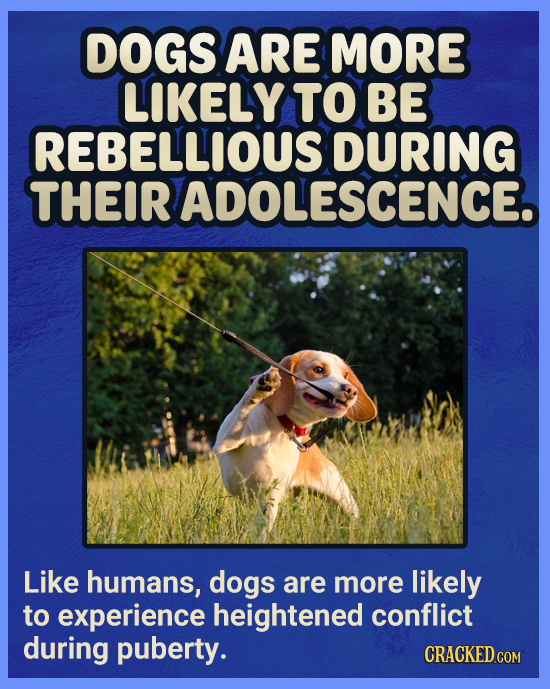 DOGS ARE MORE LIKELY TO BE REBELLIOUS DURING THEIR ADOLESCENCE. Like humans, dogs are more likely to experience heightened conflict during puberty. CR
