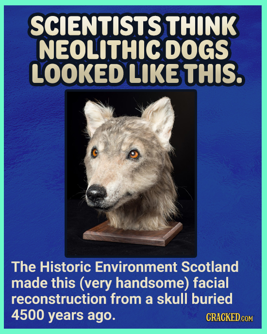 SCIENTISTS THINK NEOLITHIC DOGS LOOKED LIKE THIS. The Historic Environment Scotland made this (very handsome) facial reconstruction from a skull burie