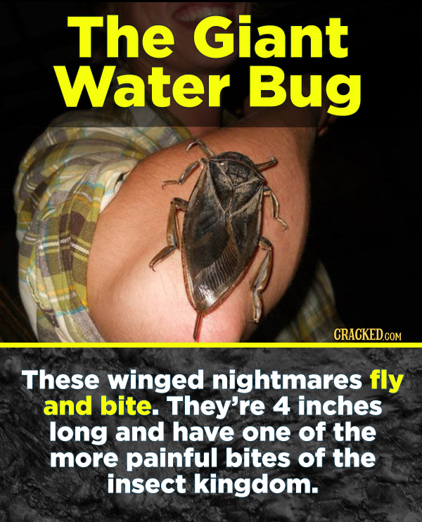 19 Terrifying Real-World Monsters You Won't Believe Exist - These winged nightmares fly and bite. They’re 4 inches long and have one of the more painf