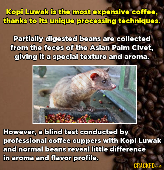 Kopi Luwak is the most expensive coffee, thanks to its unique processing techniques. Partially digested beans are collected from the feces of the Asia