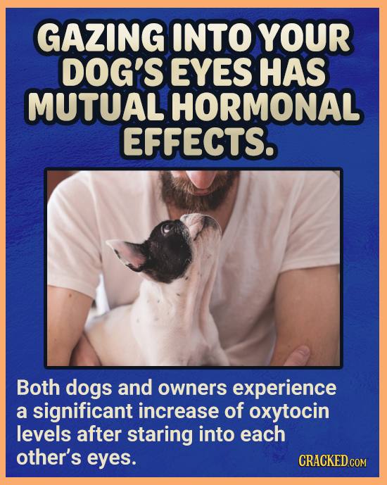 GAZING INTO YOUR DOG'S EYES HAS MUTUAL HORMONAL EFFECTS. Both dogs and owners experience a significant increase of oxytocin levels after staring into