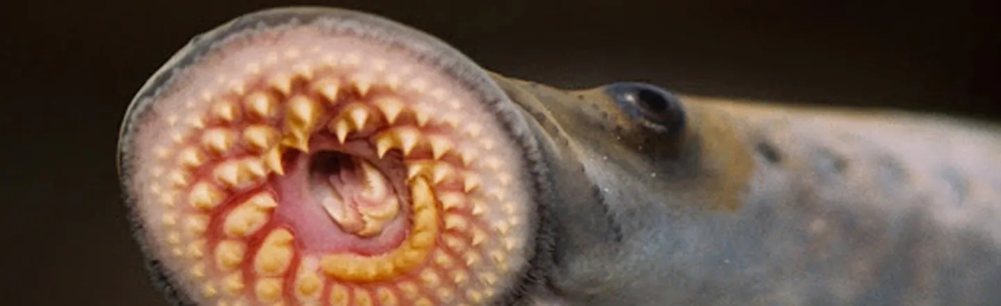 19 Terrifying Real-World Monsters Straight Out Of A Horror Movie