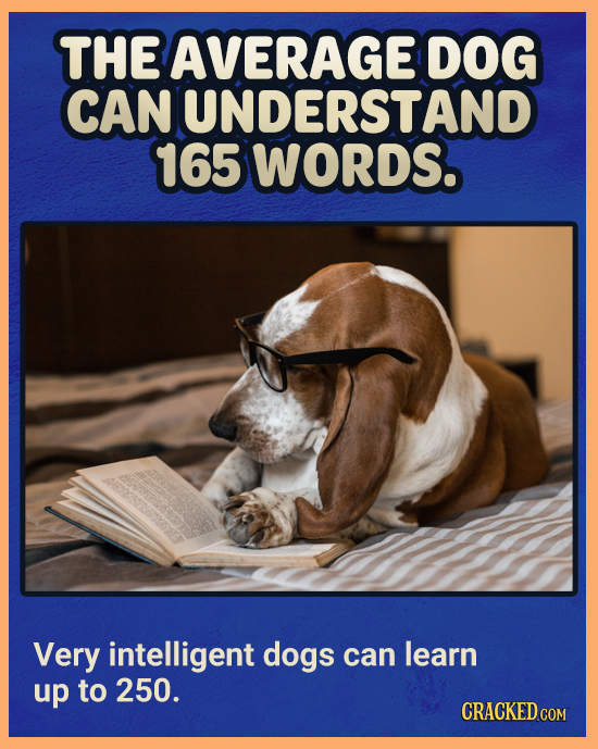 THE AVERAGE DOG CAN UNDERSTAND 165 WORDS. Very intelligent dogs can learn up to 250. CRACKED COM