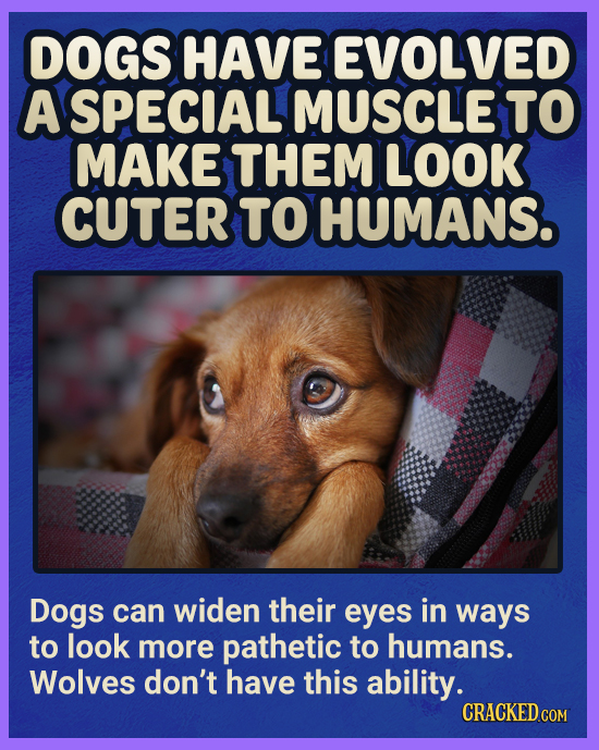 DOGS HAVE EVOLVED A SPECIAL MUSCLE TO MAKE THEM LOOK CUTER TO HUMANS. Dogs can widen their eyes in ways to look more pathetic to humans. Wolves don't