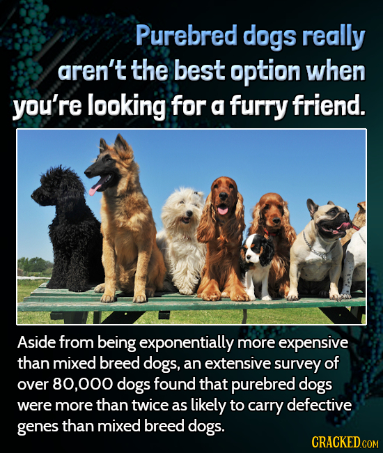 Purebred dogs really aren't the best option when you're looking for a furry friend. Aside from being exponentially more expensive than mixed breed dog