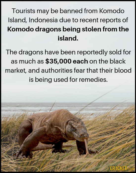 Tourists may be banned from Komodo Island, Indonesia due to recent reports of Komodo dragons being stolen from the island. The dragons have been repor