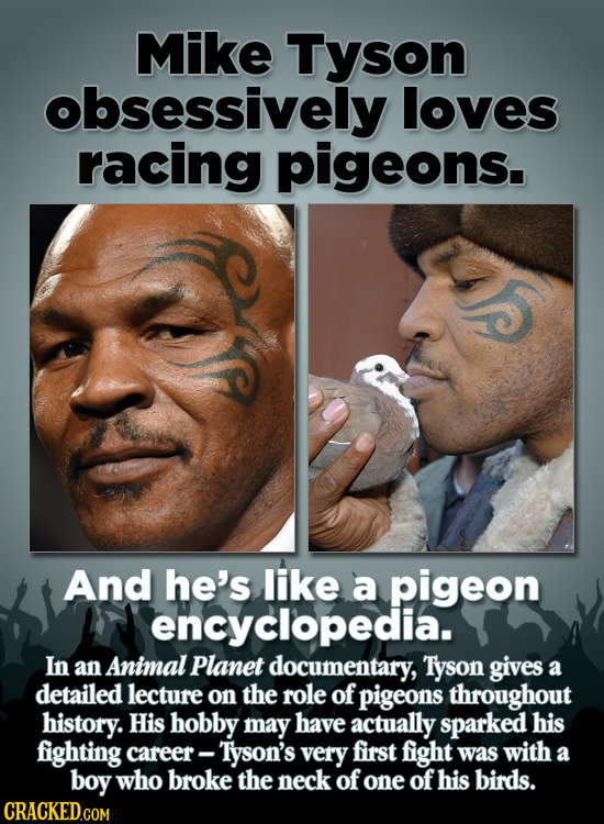 Mike Tyson bsessively loves racing pigeons. And he's like a pigeon encyclopedia. In an Animal Planet documentary, Tyson gives a detailed lecture on th