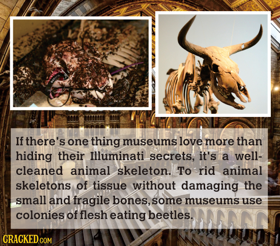 If there's one thing museums love more than hiding their Illuminati secrets, it's a Well- cleaned animal skeleton. To srid animal skeletons of tissue