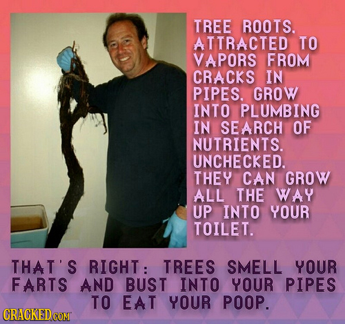 TREE ROOTS. ATTRACTED TO VAPORS FROM CRACKS IN PIPES. GROW INTO PLUMBING IN SEARCH OF NUTRIENTS. UNCHECKED. THEY CAN GROW ALL THE WAY UP INTO YOUR TOI