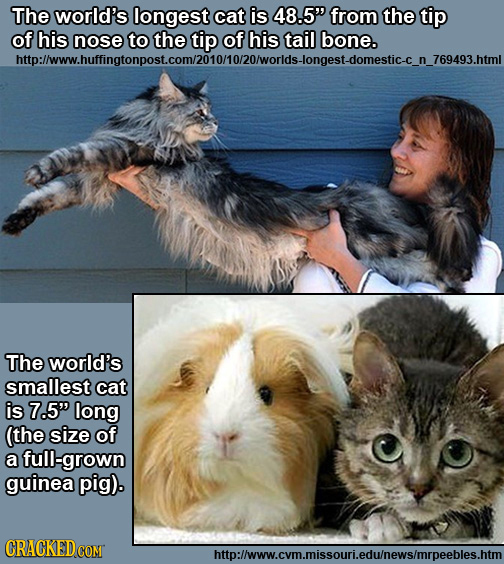 The world's longest cat is 48.5 from the tip of his nose to the tip of his tail bone. htlwwhuffingtonpost.com/2otomozowonldslongest.domesticcr The wo