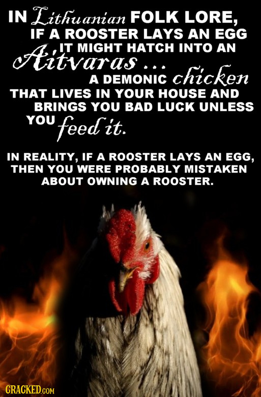 IN Lithuanian FOLK LORE, IF A ROOSTER LAYS AN EGG cAitvaraAcH IT MIGHT HATCH INTO AN chicken A DEMONIC THAT LIVES IN YOUR HOUSE AND BRINGS YOU BAD LUC