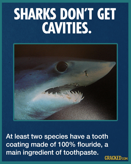SHARKS DON'T GET CAVITIES. At least two species have a tooth coating made of 100% flouride, a main ingredient of toothpaste. CRACKED.COM 