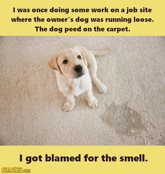 I was once doing some work on a job site where the owner's dog was running loose. The dog peed on the carpet. I got blamed for the smell. CRACKEDOONT