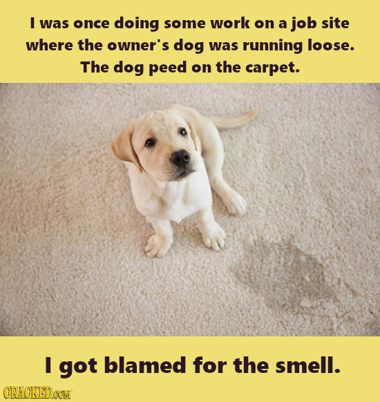 I was once doing some work on a job site where the owner's dog was running loose. The dog peed on the carpet. I got blamed for the smell. CRACKEDOONT 