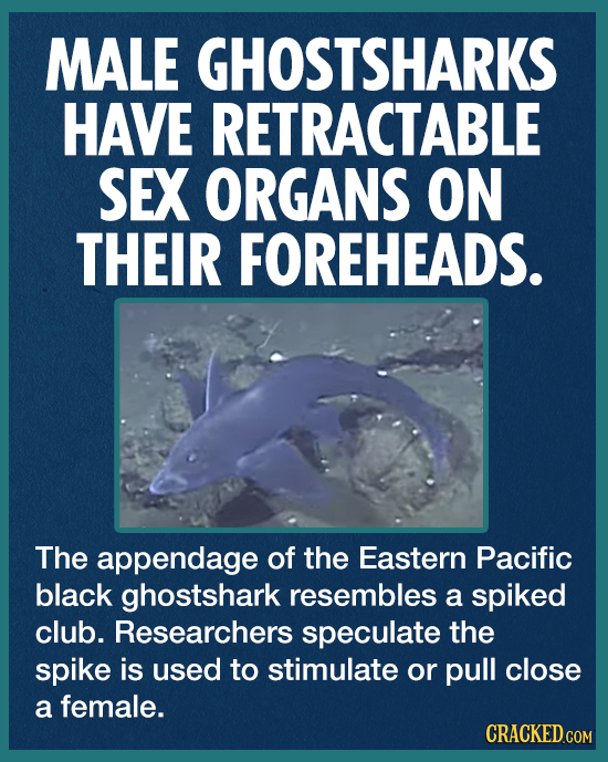 MALE GHOSTSHARKS HAVE RETRACTABLE SEX ORGANS ON THEIR FOREHEADS. The appendage of the Eastern Pacific black ghostshark resembles a spiked club. Resear