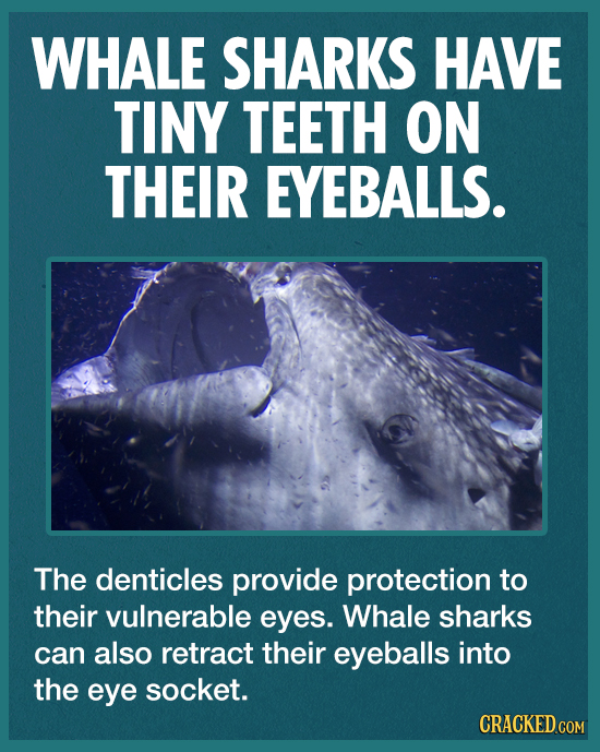 WHALE SHARKS HAVE TINY TEETH ON THEIR EYEBALLS. The denticles provide protection to their vulnerable eyes. Whale sharks can also retract their eyeball