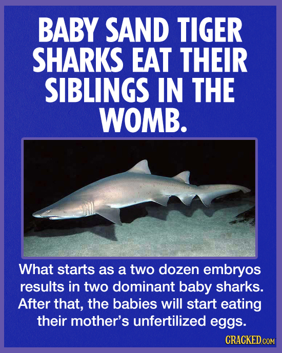 BABY SAND TIGER SHARKS EAT THEIR SIBLINGS IN THE WOMB. What starts as a two dozen embryos results in two dominant baby sharks. After that, the babies