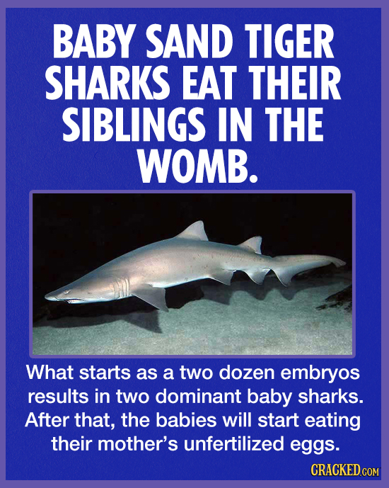 BABY SAND TIGER SHARKS EAT THEIR SIBLINGS IN THE WOMB. What starts as a two dozen embryos results in two dominant baby sharks. After that, the babies 