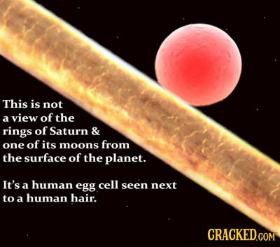 This is not a view of the rings of Saturn & one of its moons from the surface of the planet. It's a human egg cell seen next to a human hair. CRACKEDG