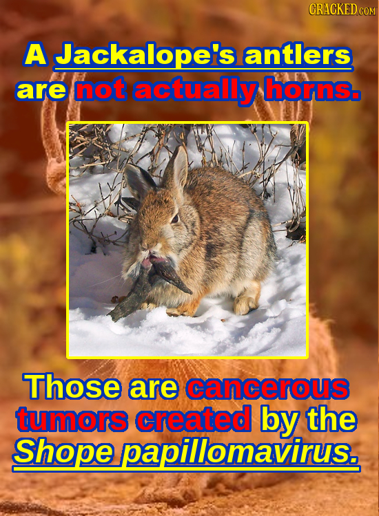 CRACKED C A Jackalopei's antlers are not actually hornsb Those are cancerous tumors created by the Shope papillomavirus.
