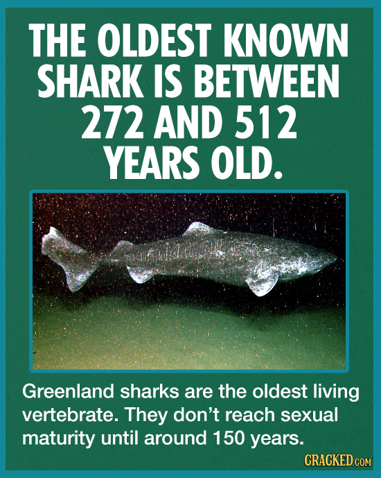 THE OLDEST KNOWN SHARK IS BETWEEN 272 AND 512 YEARS OLD. Greenland sharks are the oldest living vertebrate. They don't reach sexual maturity until aro