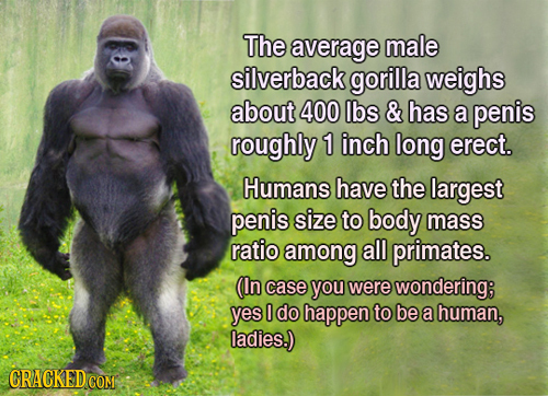 The average male silverback gorilla weighs about 400 lbs & has a penis roughly 1 inch long erect. Humans have the largest penis size to body mass rati