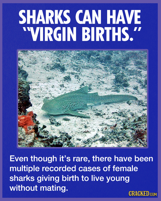 SHARKS CAN HAVE VIRGIN BIRTHS. Even though it's rare, there have been multiple recorded cases of female sharks giving birth to live young without ma