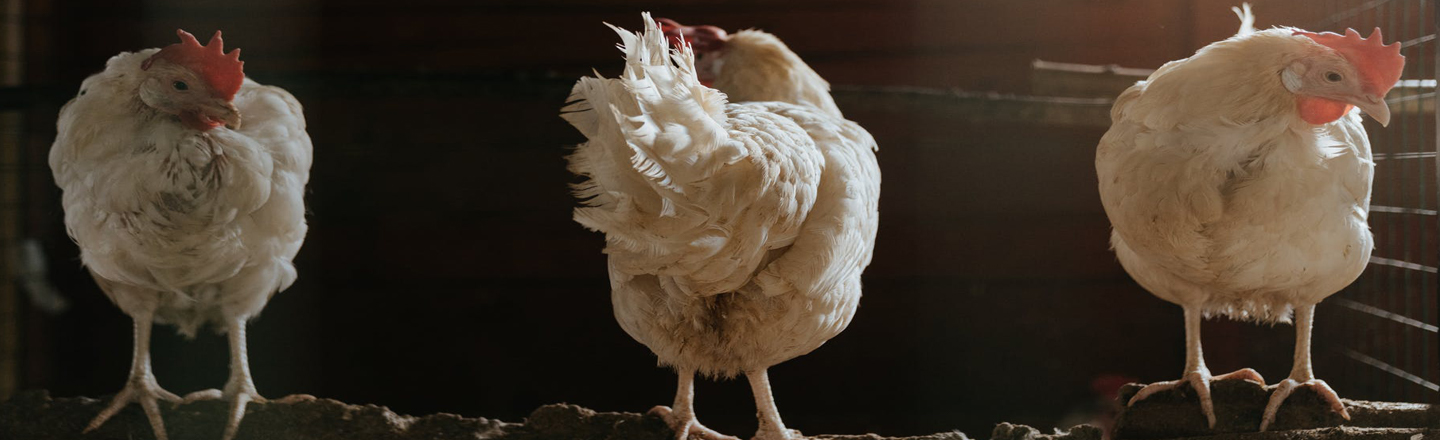 15 Animals With Envy-Inducing Biology