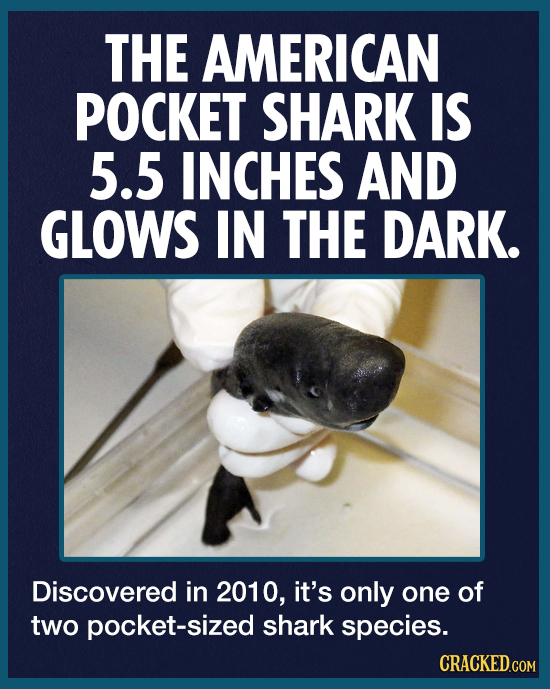 THE AMERICAN POCKET SHARK IS 5.5 INCHES AND GLOWS IN THE DARK. Discovered in 2010, it's only one of two pocket-sized shark species. 