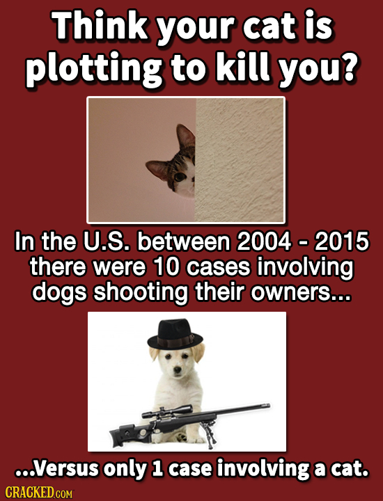 Think your cat is plotting to kill you? In the U.S. between 2004 - 2015 there were 10 cases involving dogs shooting their owners... ...Versus only 1 c