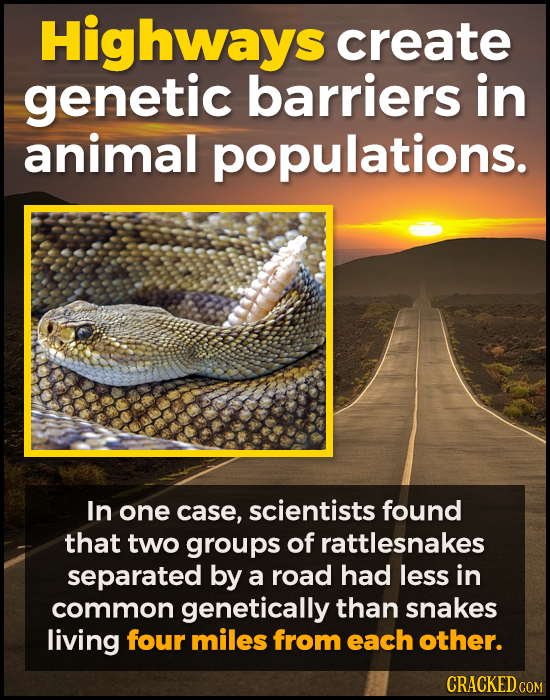 Highways create genetic barriers in animal populations. In one case, scientists found that two groups of rattlesnakes separated by a road had less in