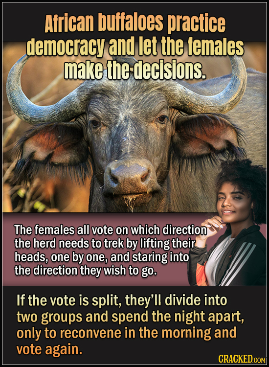 15 Animals With Envy-Inducing Biology