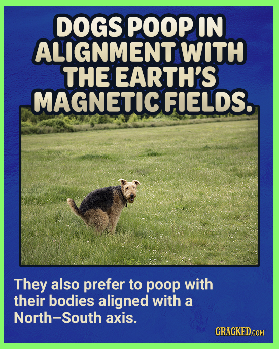 DOGS POOP IN ALIGNMENT WITH THE EARTH'S MAGNETICFIELDS. They also prefer to poop with their bodies aligned with a North-South axis. CRACKED.COM