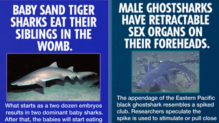 7 Unbelievable Shark Facts You Simply Must Believe